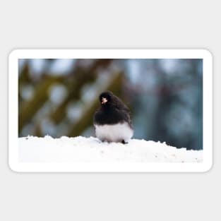 Dark-eyed Junco In The Snow Sticker